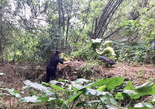 Hái đặc sản nấm Vua lộc trời cho ẵm ngay tiền triệu/ ngày-6