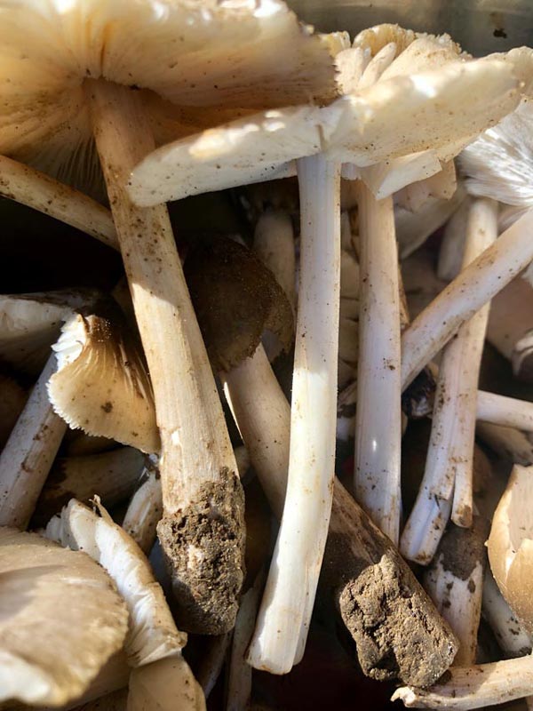 Hái đặc sản nấm Vua lộc trời cho ẵm ngay tiền triệu/ ngày-5