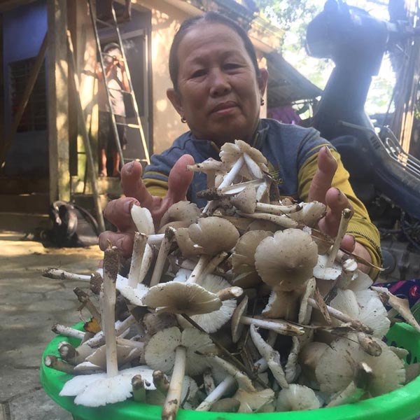 Hái đặc sản nấm Vua lộc trời cho ẵm ngay tiền triệu/ ngày-7