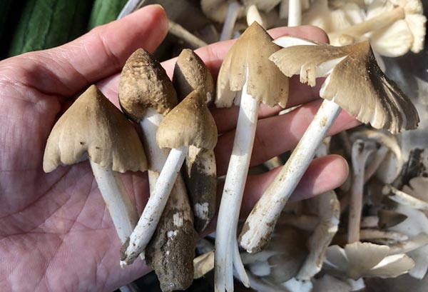 Hái đặc sản nấm Vua lộc trời cho ẵm ngay tiền triệu/ ngày-9
