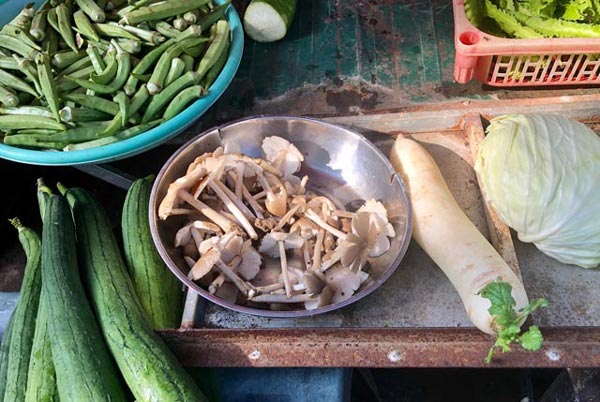 Hái đặc sản nấm Vua lộc trời cho ẵm ngay tiền triệu/ ngày-10