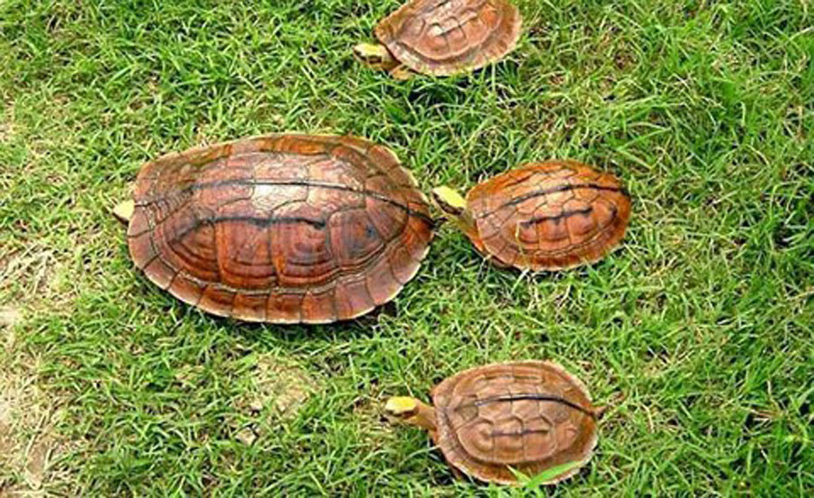 Bí ẩn loài rùa đắt như vàng ròng: Bị săn lùng đến tận diệt-1