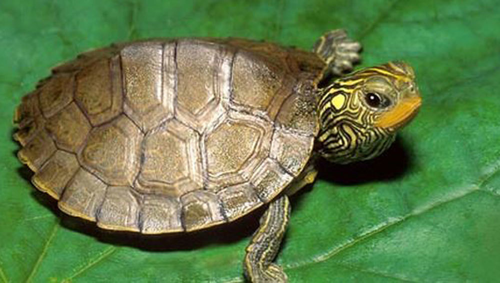 Bí ẩn loài rùa đắt như vàng ròng: Bị săn lùng đến tận diệt-3