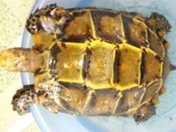Bí ẩn loài rùa đắt như vàng ròng: Bị săn lùng đến tận diệt