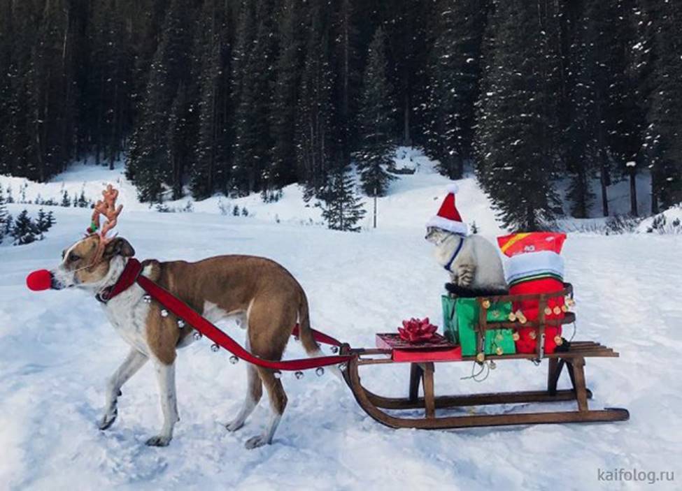 Cười ra nước mắt với những hình ảnh hài hước ngày Noel-1