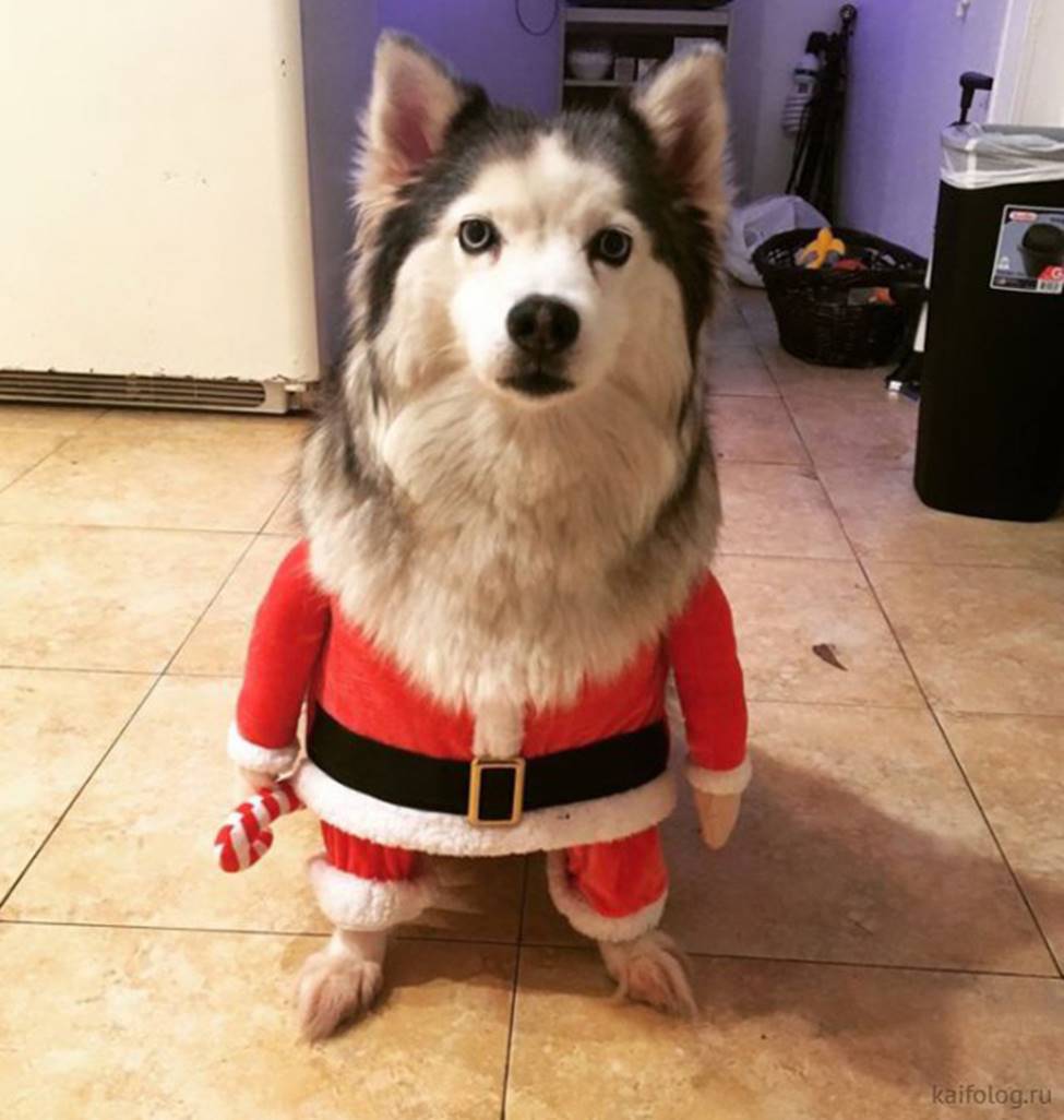 Cười ra nước mắt với những hình ảnh hài hước ngày Noel-5