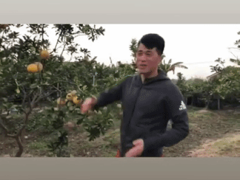 Quảng cáo bưởi giúp mẹ nhưng Đình Trọng khiến người xem bật cười khi khẳng định: 'Không biết đây là bưởi gì?'