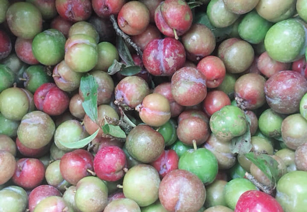 Đắt ngang thịt bò, mận trái mùa vẫn hút” chị em công sở-2