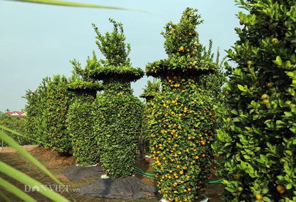 Cận cảnh vườn quýt lục bình cao hơn 3m, giá 50 triệu/1 cặp chuẩn bị đổ bộ” chợ Tết-7