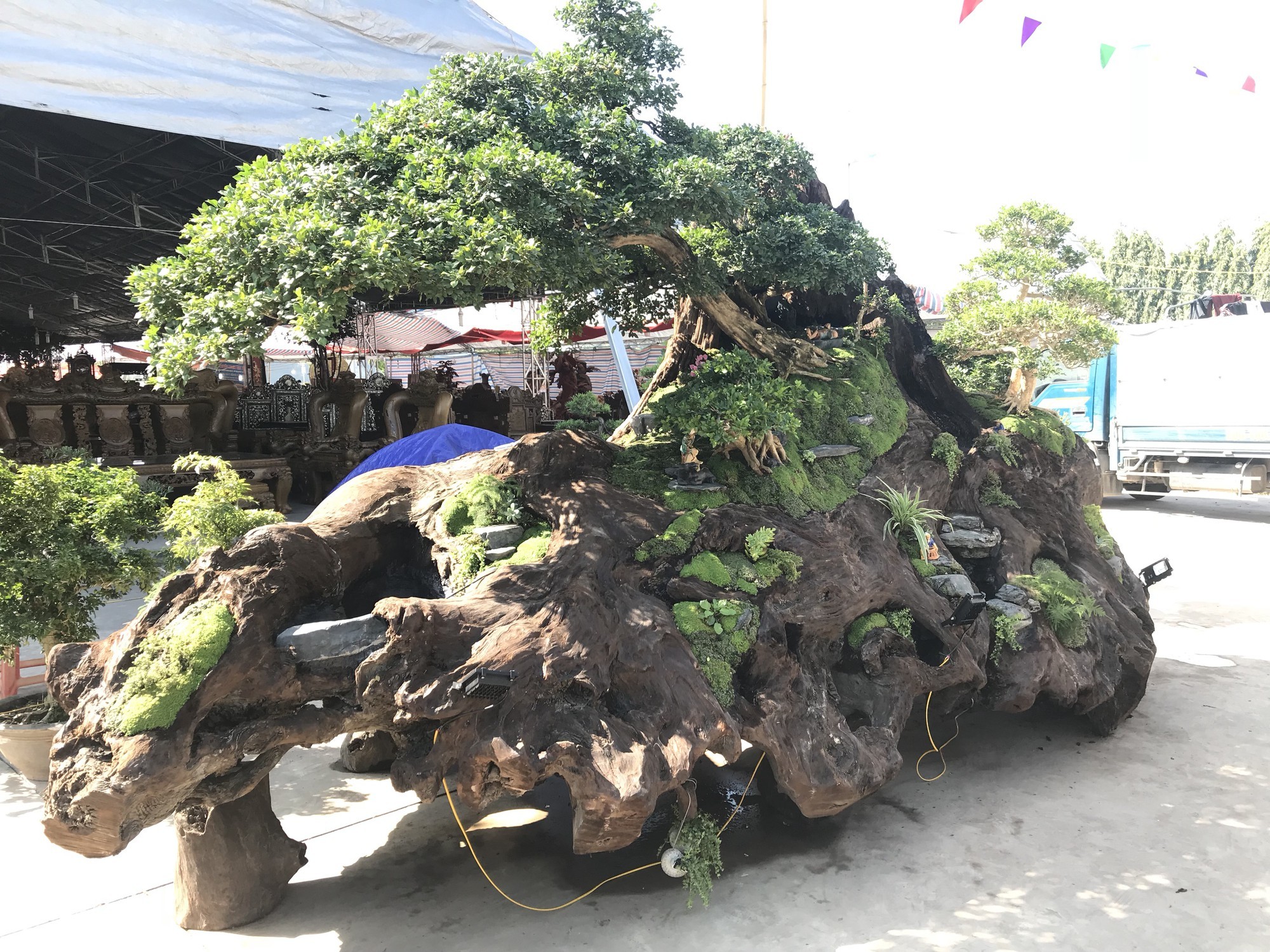 Nguyệt quế tọa gốc lũa sao giá gần 1 tỷ gây ấn tượng-1