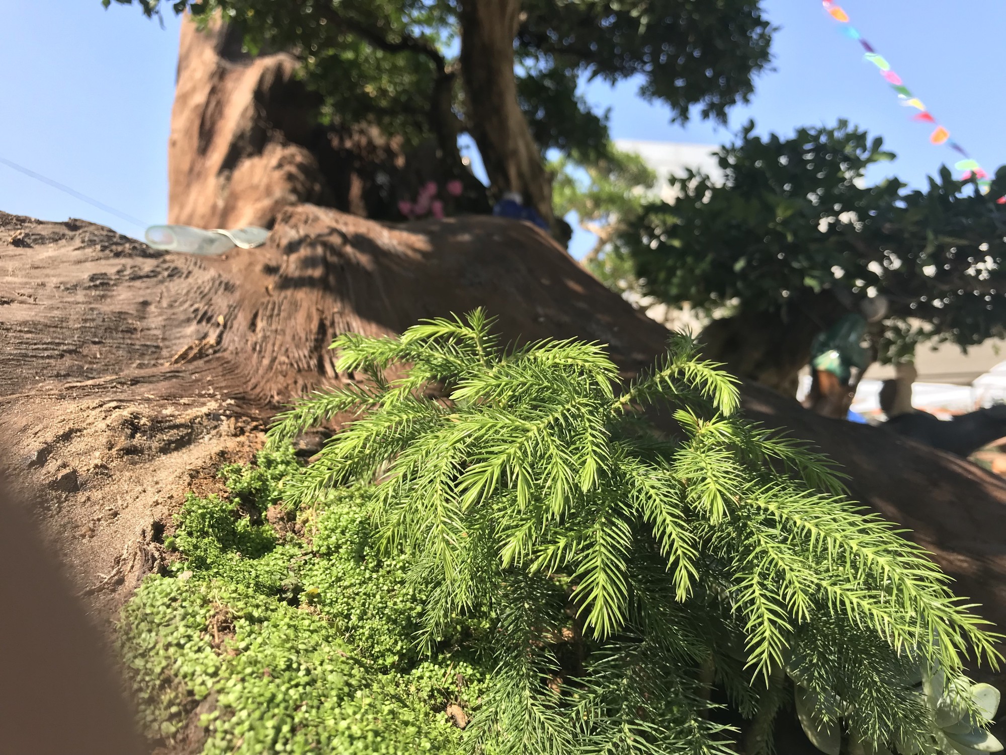 Nguyệt quế tọa gốc lũa sao giá gần 1 tỷ gây ấn tượng-2