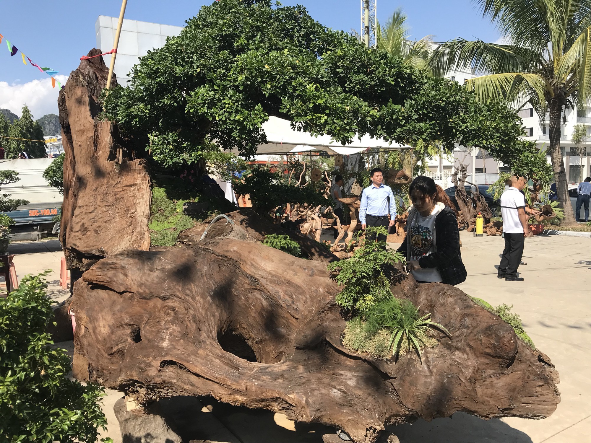 Nguyệt quế tọa gốc lũa sao giá gần 1 tỷ gây ấn tượng-3