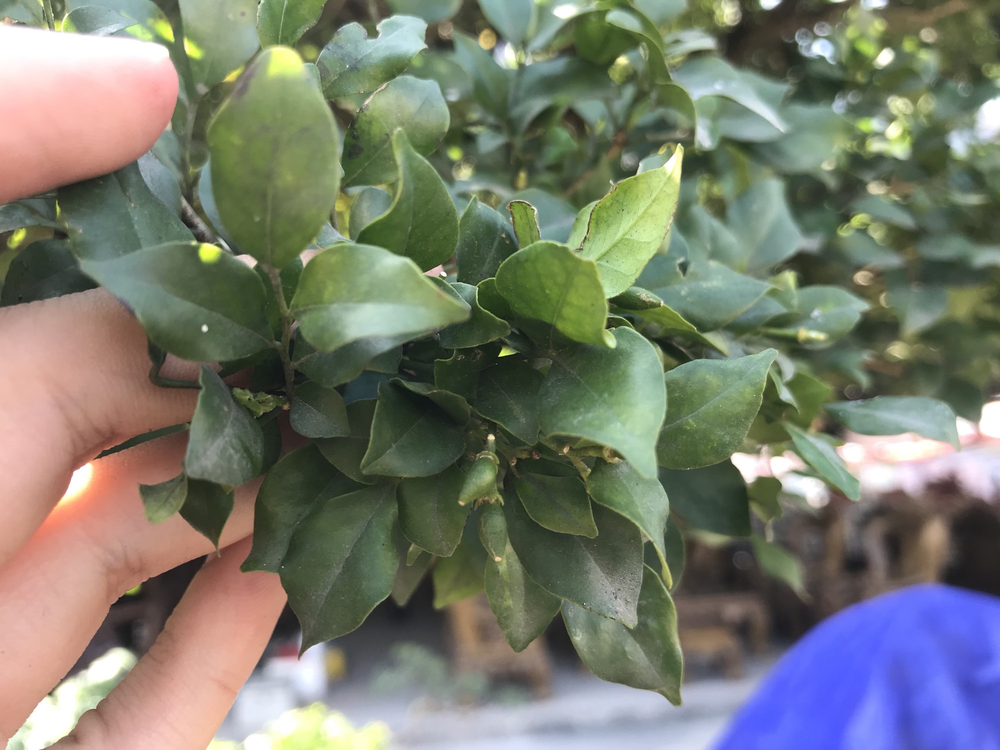 Nguyệt quế tọa gốc lũa sao giá gần 1 tỷ gây ấn tượng-6