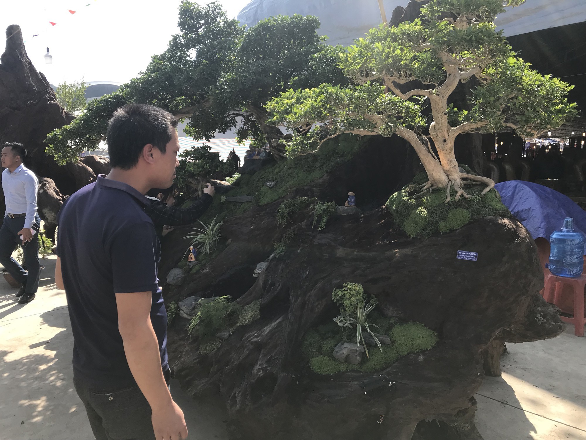 Nguyệt quế tọa gốc lũa sao giá gần 1 tỷ gây ấn tượng-8