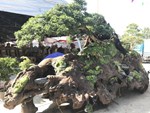 Siêu cây 11 loại quả ở Hà Nội: Đại gia Sài thành đáp máy bay ra đặt mua-12