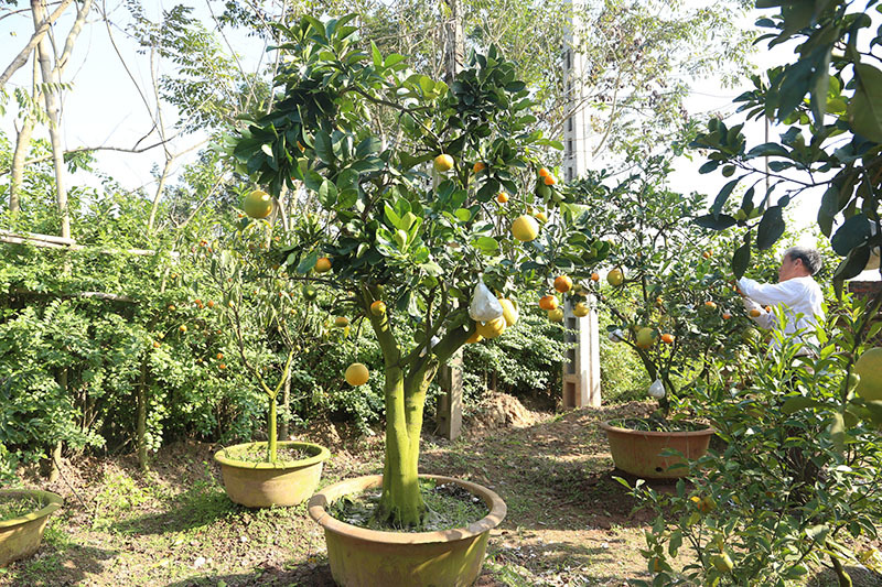 Siêu cây 11 loại quả ở Hà Nội: Đại gia Sài thành đáp máy bay ra đặt mua-1