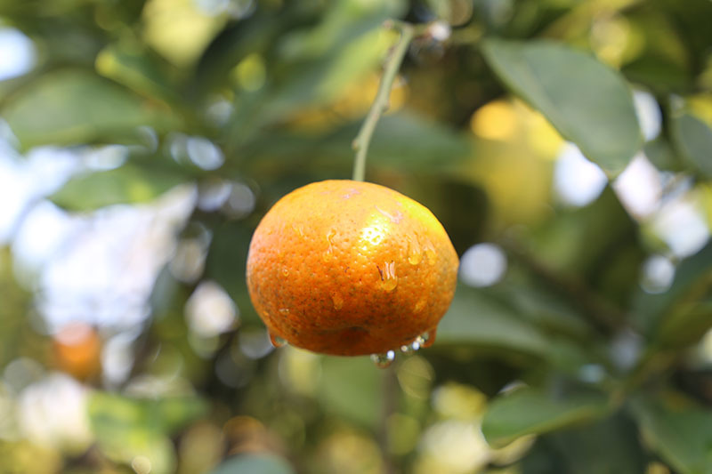 Siêu cây 11 loại quả ở Hà Nội: Đại gia Sài thành đáp máy bay ra đặt mua-9