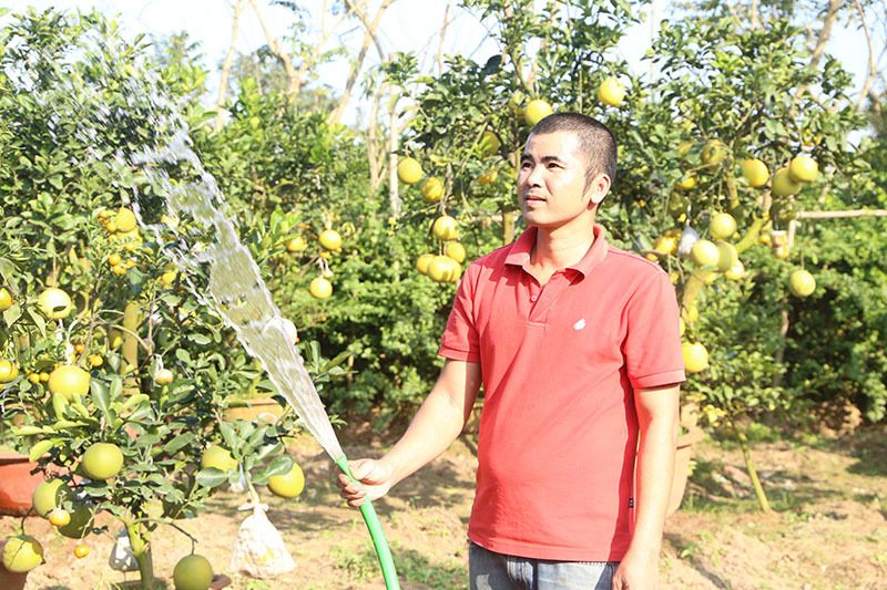 Siêu cây 11 loại quả ở Hà Nội: Đại gia Sài thành đáp máy bay ra đặt mua-3
