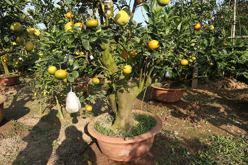 Siêu cây 11 loại quả ở Hà Nội: Đại gia Sài thành đáp máy bay ra đặt mua-4