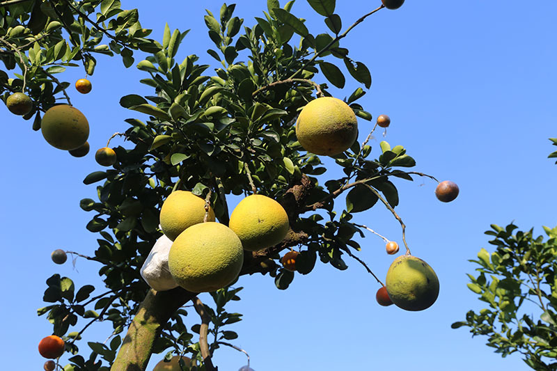 Siêu cây 11 loại quả ở Hà Nội: Đại gia Sài thành đáp máy bay ra đặt mua-5