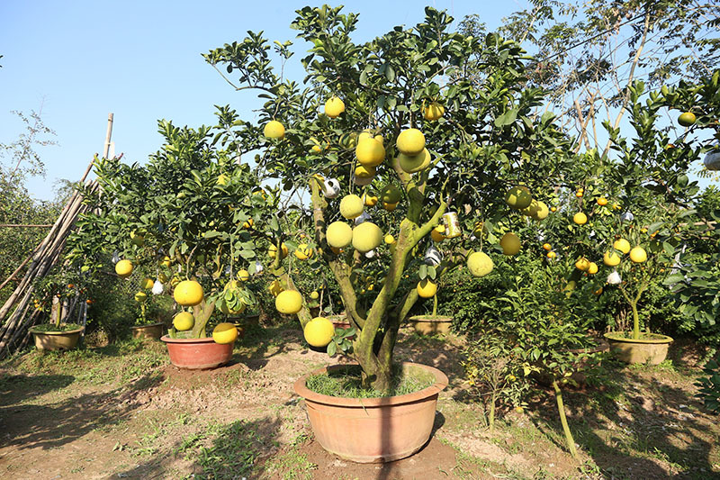 Siêu cây 11 loại quả ở Hà Nội: Đại gia Sài thành đáp máy bay ra đặt mua-6