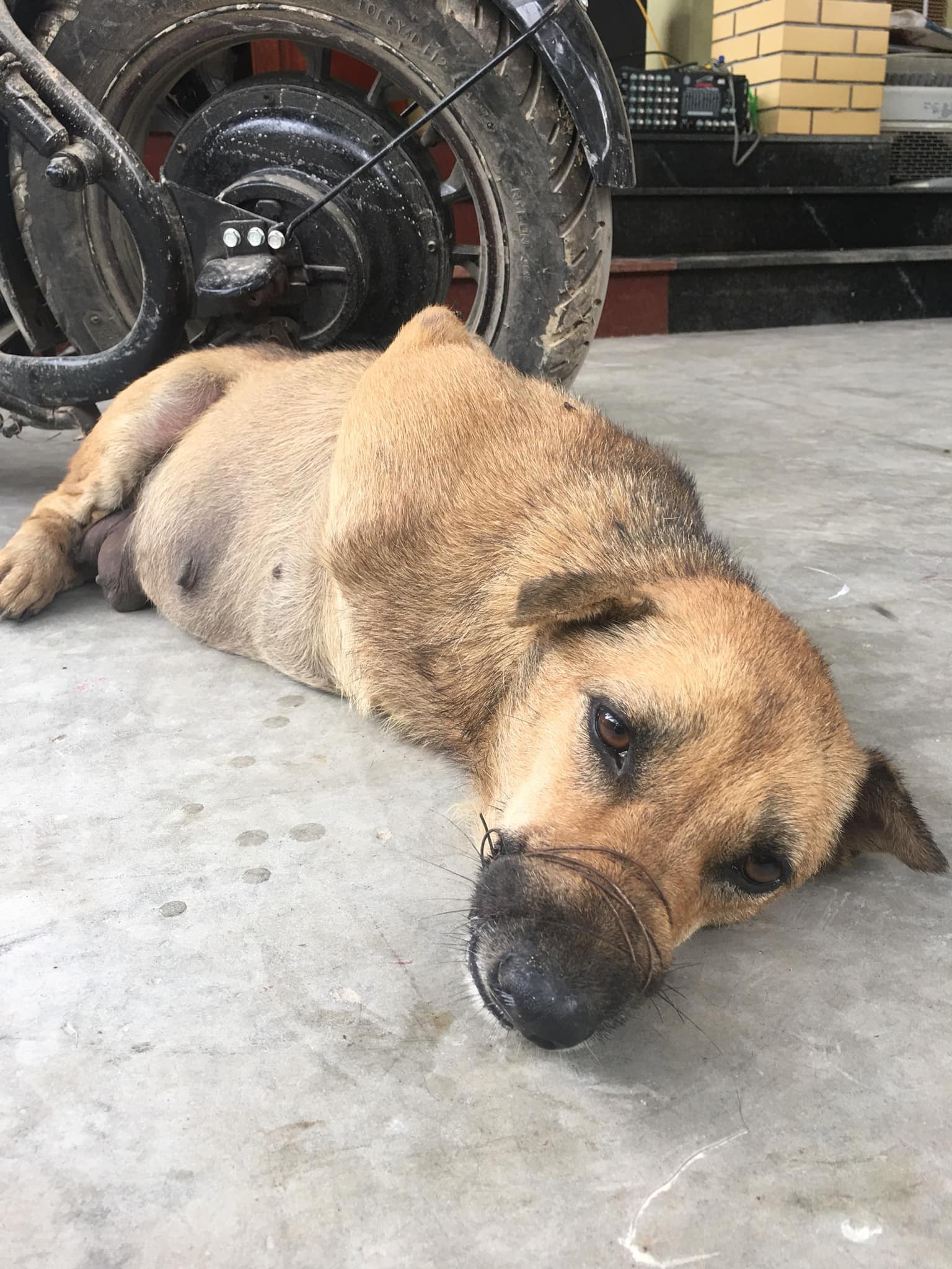 Ánh mắt buồn thiu của chú chó bị trói chân, buộc mõm trước khi bị làm thịt khiến nhiều người xót xa-3