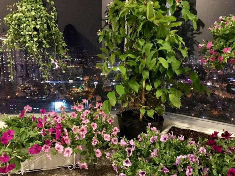 Phận đời đa đoan, tuổi 40 Thân Thúy Hà sống hạnh phúc trong căn hộ nhỏ ngập cây xanh-13