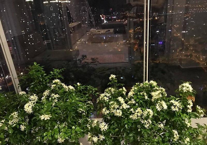 Phận đời đa đoan, tuổi 40 Thân Thúy Hà sống hạnh phúc trong căn hộ nhỏ ngập cây xanh-15