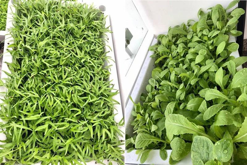 Phận đời đa đoan, tuổi 40 Thân Thúy Hà sống hạnh phúc trong căn hộ nhỏ ngập cây xanh-17