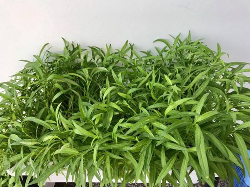 Phận đời đa đoan, tuổi 40 Thân Thúy Hà sống hạnh phúc trong căn hộ nhỏ ngập cây xanh-18