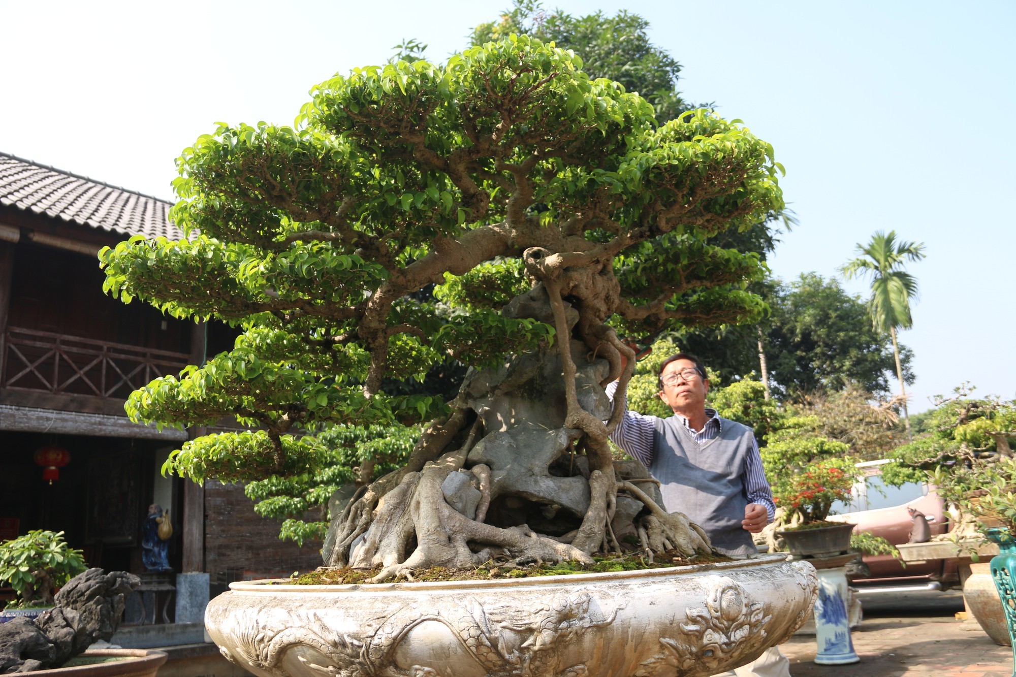 Sanh cổ dáng phượng giá triệu đô của ông vua cây cảnh Việt Nam-9