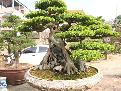 Đại gia Phiến cá tiết lộ điều đáng buồn về cây cảnh ngoại tiền tỷ-2