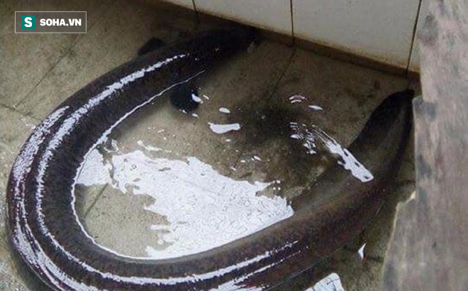 Bí ẩn miền Tây xứ Nghệ: Loài cá nặng hàng yến, dài cả mét-2