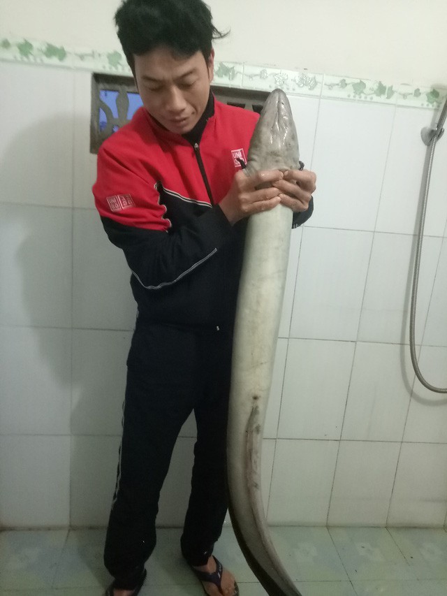 Bí ẩn miền Tây xứ Nghệ: Loài cá nặng hàng yến, dài cả mét-11