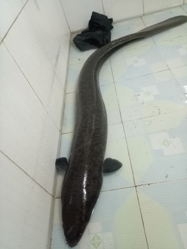 Bí ẩn miền Tây xứ Nghệ: Loài cá nặng hàng yến, dài cả mét-12