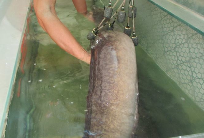 Bí ẩn miền Tây xứ Nghệ: Loài cá nặng hàng yến, dài cả mét-14
