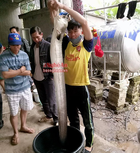 Bí ẩn miền Tây xứ Nghệ: Loài cá nặng hàng yến, dài cả mét-16