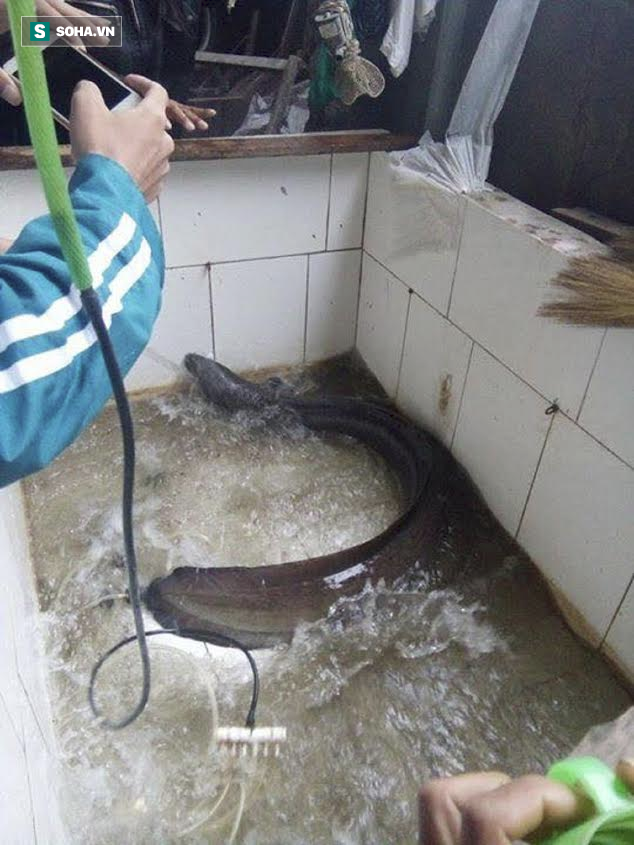 Bí ẩn miền Tây xứ Nghệ: Loài cá nặng hàng yến, dài cả mét-18