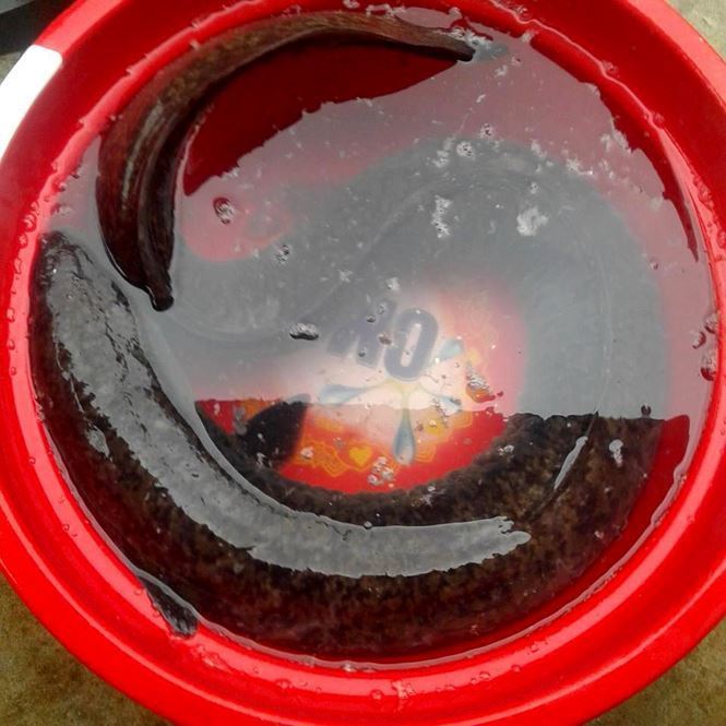 Bí ẩn miền Tây xứ Nghệ: Loài cá nặng hàng yến, dài cả mét-6