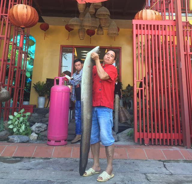 Bí ẩn miền Tây xứ Nghệ: Loài cá nặng hàng yến, dài cả mét-7