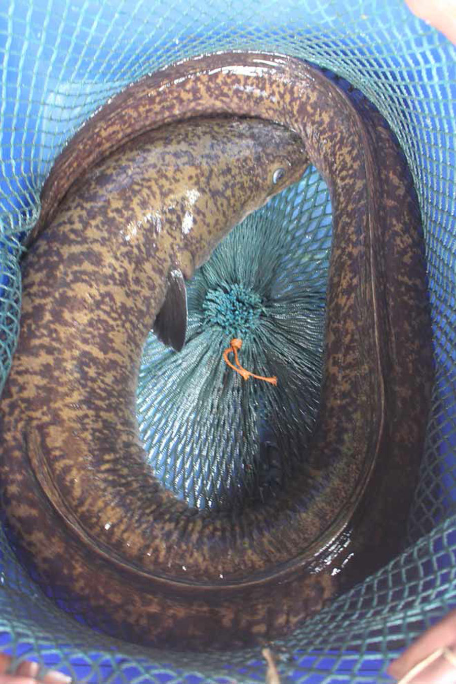 Bí ẩn miền Tây xứ Nghệ: Loài cá nặng hàng yến, dài cả mét-8