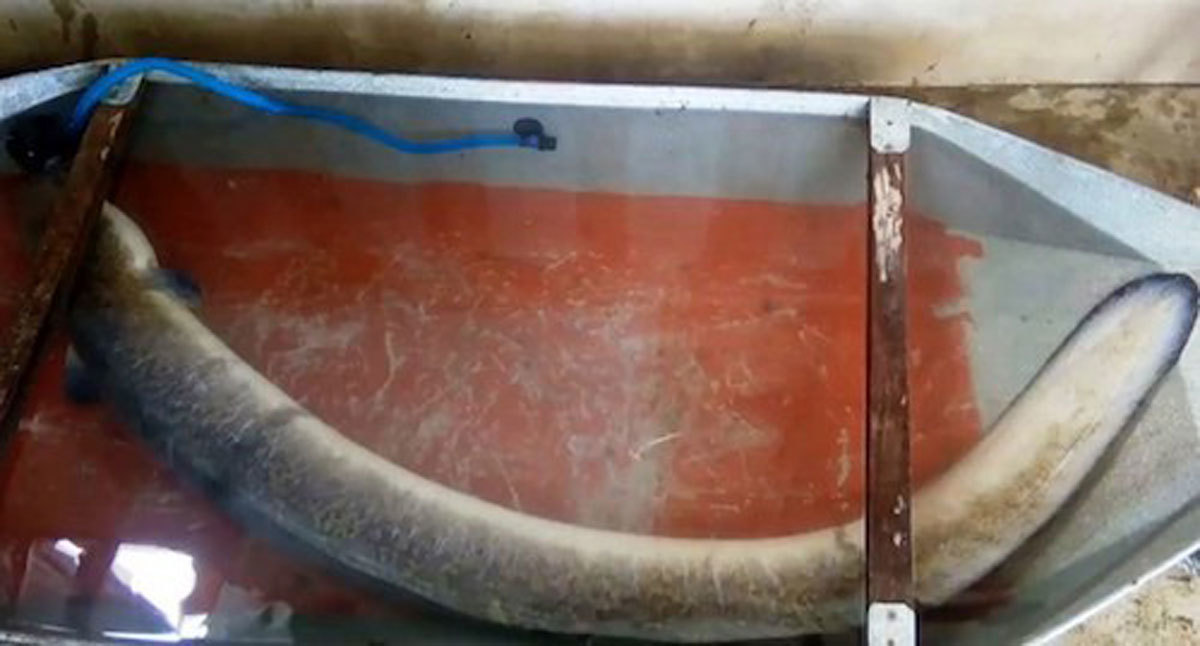 Bí ẩn miền Tây xứ Nghệ: Loài cá nặng hàng yến, dài cả mét-9