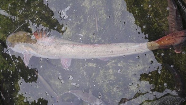 Bí ẩn miền Tây xứ Nghệ: Loài cá nặng hàng yến, dài cả mét-20