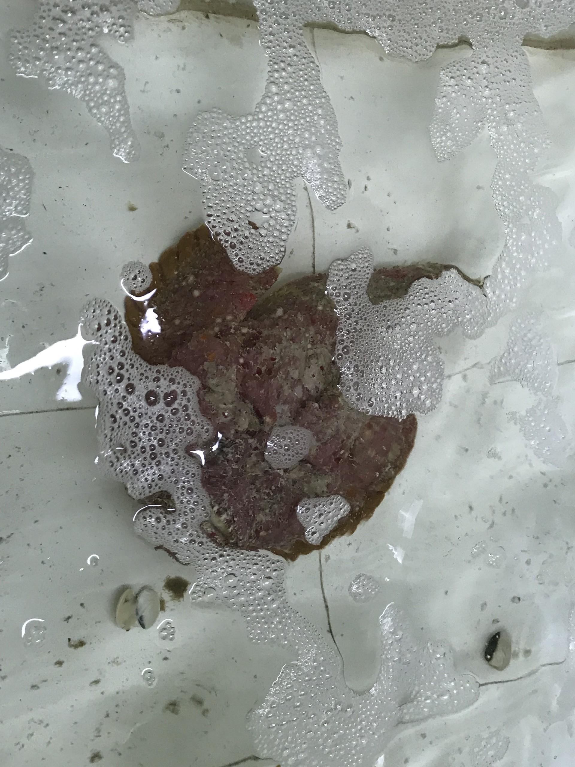 Cá mặt quỷ siêu xấu giá vẫn gần chục triệu đồng/con-5