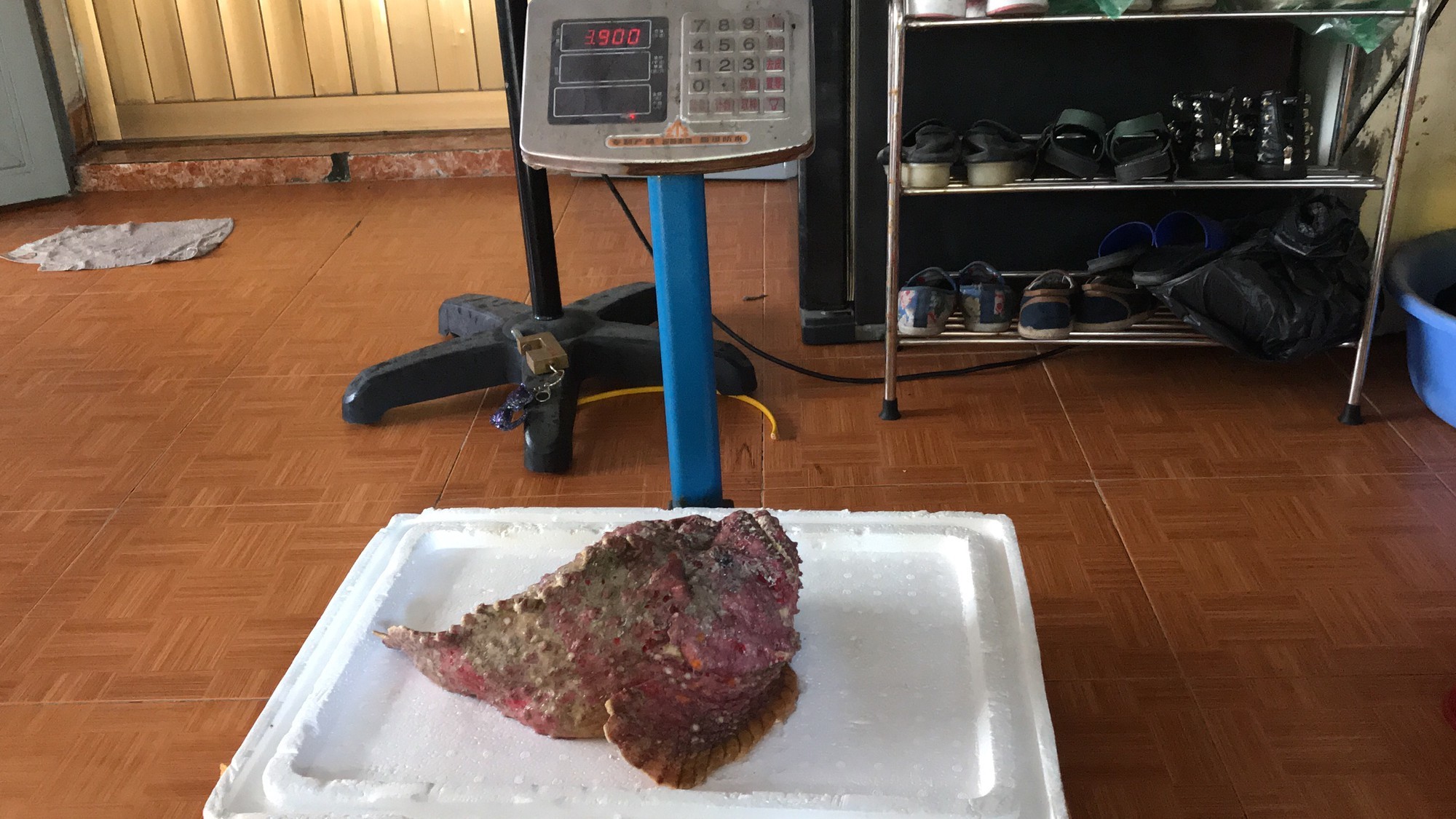 Cá mặt quỷ siêu xấu giá vẫn gần chục triệu đồng/con-6