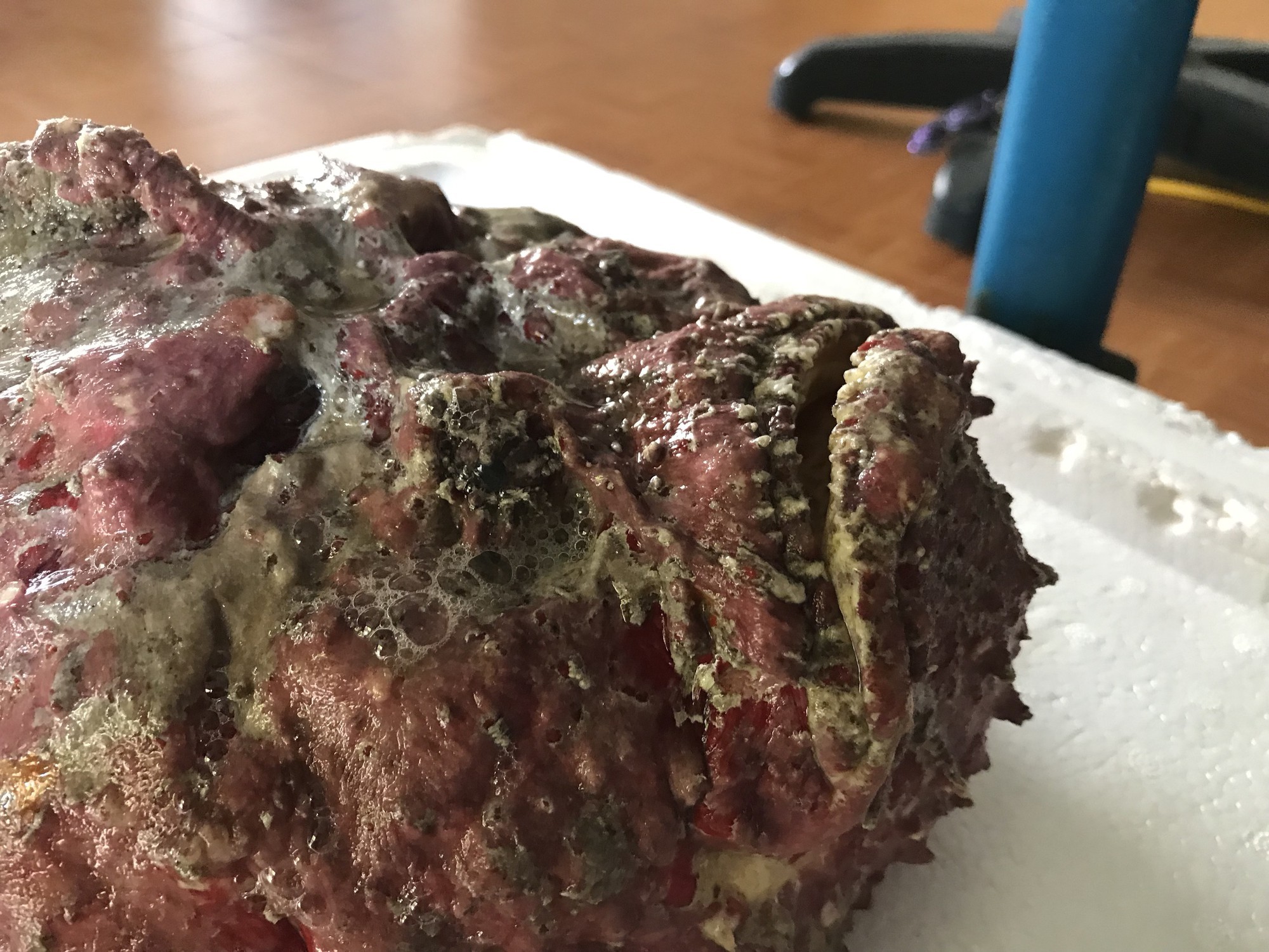 Cá mặt quỷ siêu xấu giá vẫn gần chục triệu đồng/con-2