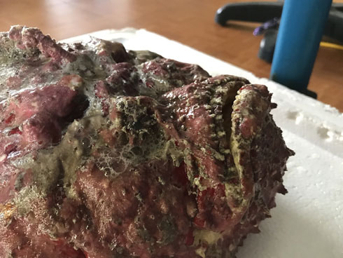 Giống cá từng làm thức ăn cho gia cầm, nay muốn ăn phải rút ví tiền triệu/kg-4