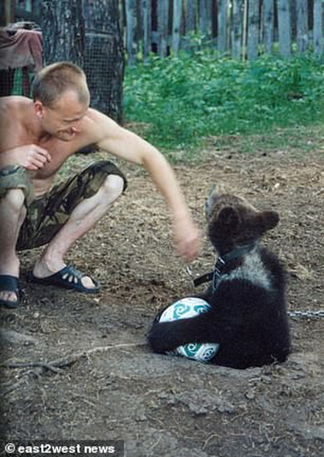 Nga: Chú thợ săn nuôi dưỡng gấu con từ tấm bé, lớn lên gấu xổng chuồng rồi ăn thịt chủ luôn-3