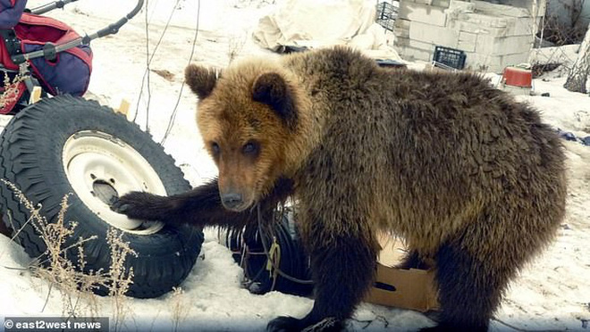 Nga: Chú thợ săn nuôi dưỡng gấu con từ tấm bé, lớn lên gấu xổng chuồng rồi ăn thịt chủ luôn-4