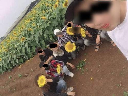 Ngang nhiên bẻ hoa hướng dương rồi cười hớn hở trong vườn, nhóm nam nữ khiến dân mạng phẫn nộ-1